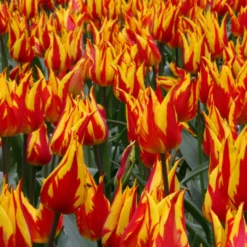 Tulip 'Fireworks' 13 Tulip 'Fireworks' -UK Garden Plants Sales 2024 tulip fireworks 4 scaled