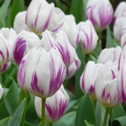 Tulip 'Flaming Flag' 17 Tulip 'Flaming Flag' -UK Garden Plants Sales 2024 tulip flaming flag 1