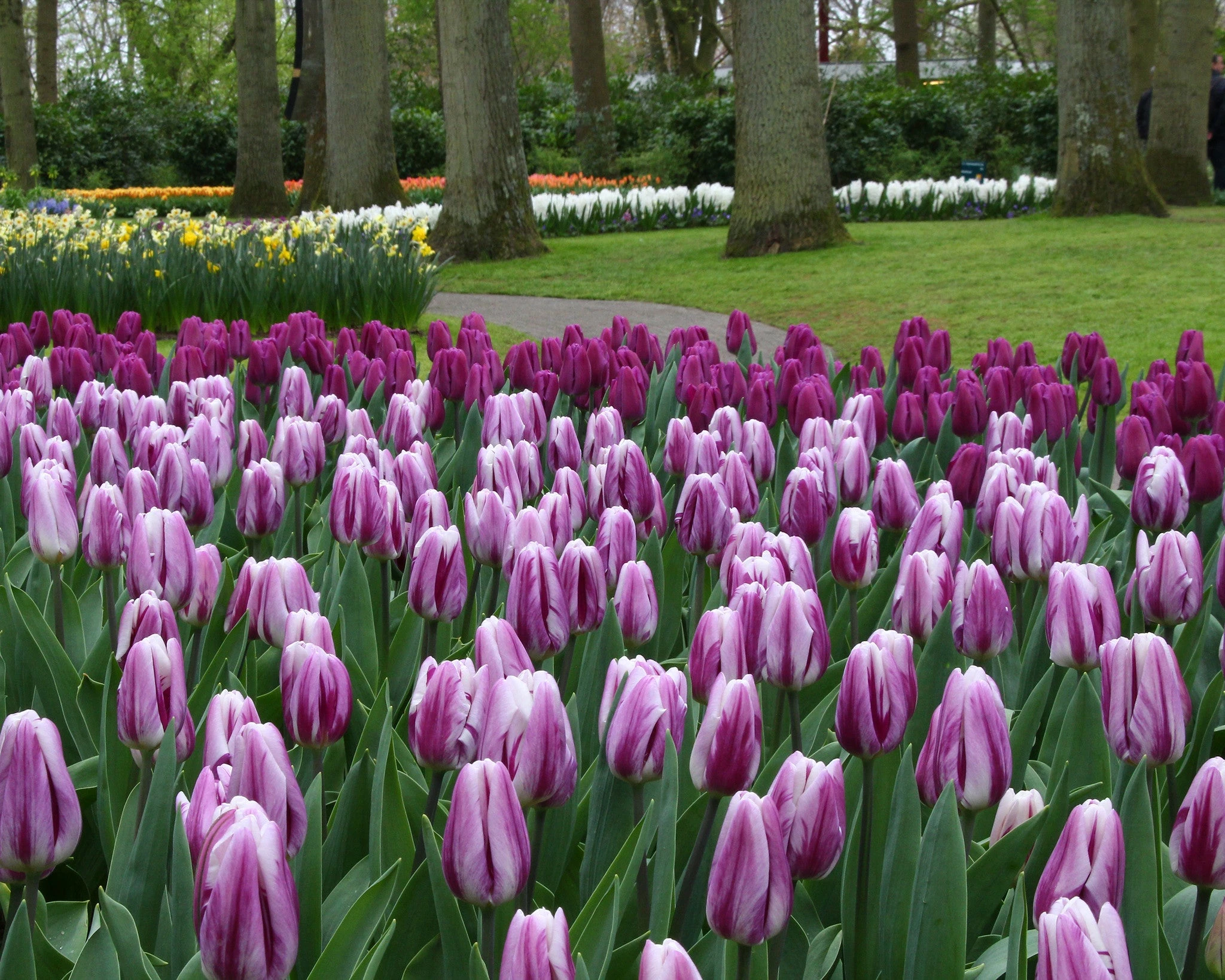 Tulip 'Flaming Flag' 4 Tulip 'Flaming Flag' - Image 2