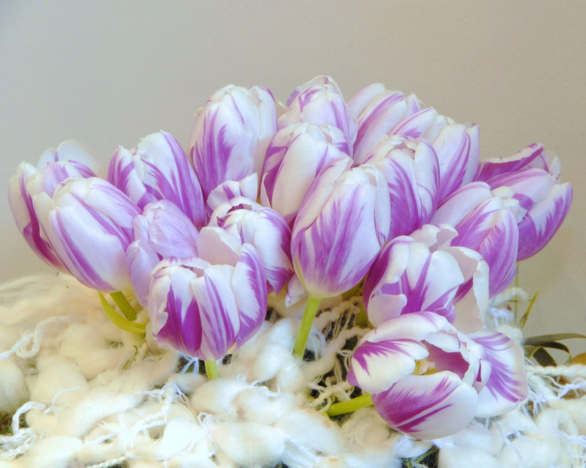 Tulip 'Flaming Flag' 9 Tulip 'Flaming Flag' - Image 7