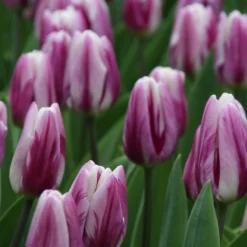 Tulip 'Flaming Flag' 15 Tulip 'Flaming Flag' -UK Garden Plants Sales 2024 tulip flaming flag 2 d16314d6 4dbc 47e1 9bb9 2d61b6341749