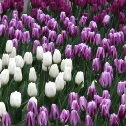 Tulip 'Flaming Flag' 14 Tulip 'Flaming Flag' -UK Garden Plants Sales 2024 tulip flaming flag 3 9364b787 7fef 474d 829c 3083c3344a0d