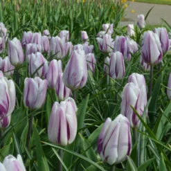 Tulip 'Flaming Flag' 13 Tulip 'Flaming Flag' -UK Garden Plants Sales 2024 tulip flaming flag 5