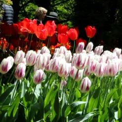 Tulip 'Flaming Flag' 12 Tulip 'Flaming Flag' -UK Garden Plants Sales 2024 tulip flaming flag 5 35262909 771b 4ca3 821b 65bcc9e69577