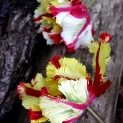 Tulip 'Flaming Parrot' 11 Tulip 'Flaming Parrot' -UK Garden Plants Sales 2024 tulip flaming parrot 0 scaled
