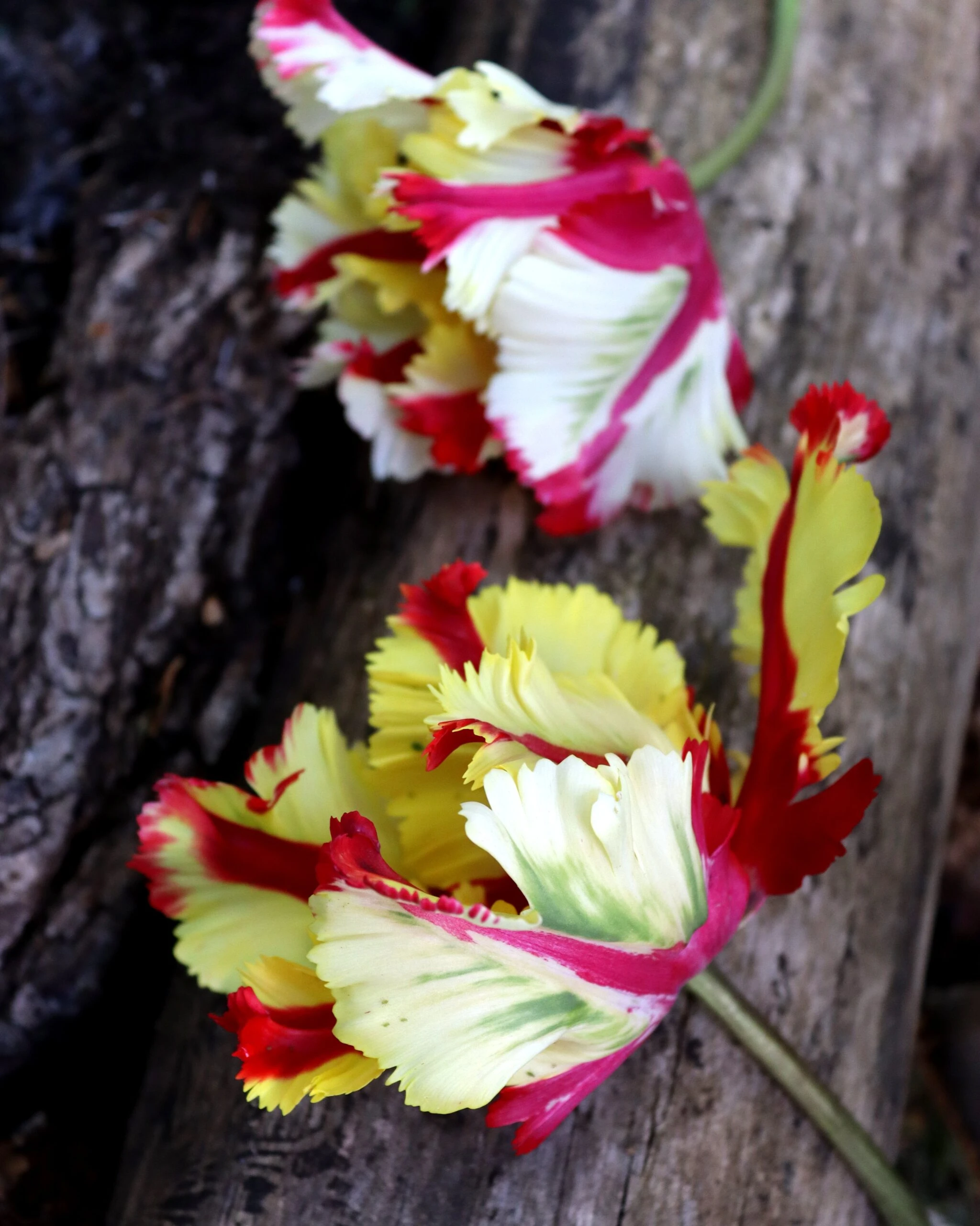 Tulip 'Flaming Parrot' 5 Tulip 'Flaming Parrot' - Image 3