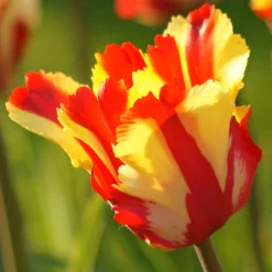 Tulip 'Flaming Parrot'