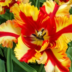 Tulip 'Flaming Parrot' 15 Tulip 'Flaming Parrot' -UK Garden Plants Sales 2024 tulip flaming parrot 11