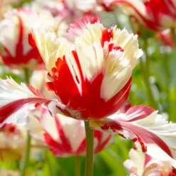 Tulip 'Flaming Parrot' 12 Tulip 'Flaming Parrot' -UK Garden Plants Sales 2024 tulip flaming parrot 2