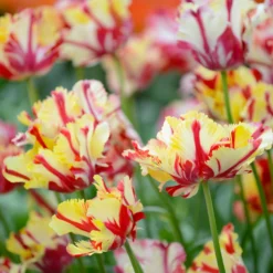 Tulip 'Flaming Parrot' 13 Tulip 'Flaming Parrot' -UK Garden Plants Sales 2024 tulip flaming parrot 4 scaled