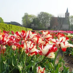 Tulip 'Flaming Parrot' 14 Tulip 'Flaming Parrot' -UK Garden Plants Sales 2024 tulip flaming parrot 5 scaled