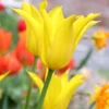 Tulip 'Flashback' -UK Garden Plants Sales 2024 tulip flashback 0 12d50474 0f4c 4899 87de 01e4ce3f9e1f