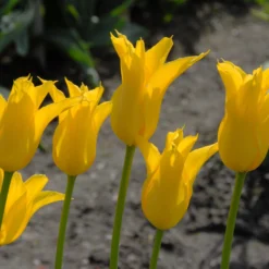 Tulip 'Flashback' 15 Tulip 'Flashback' -UK Garden Plants Sales 2024 tulip flashback 2 scaled
