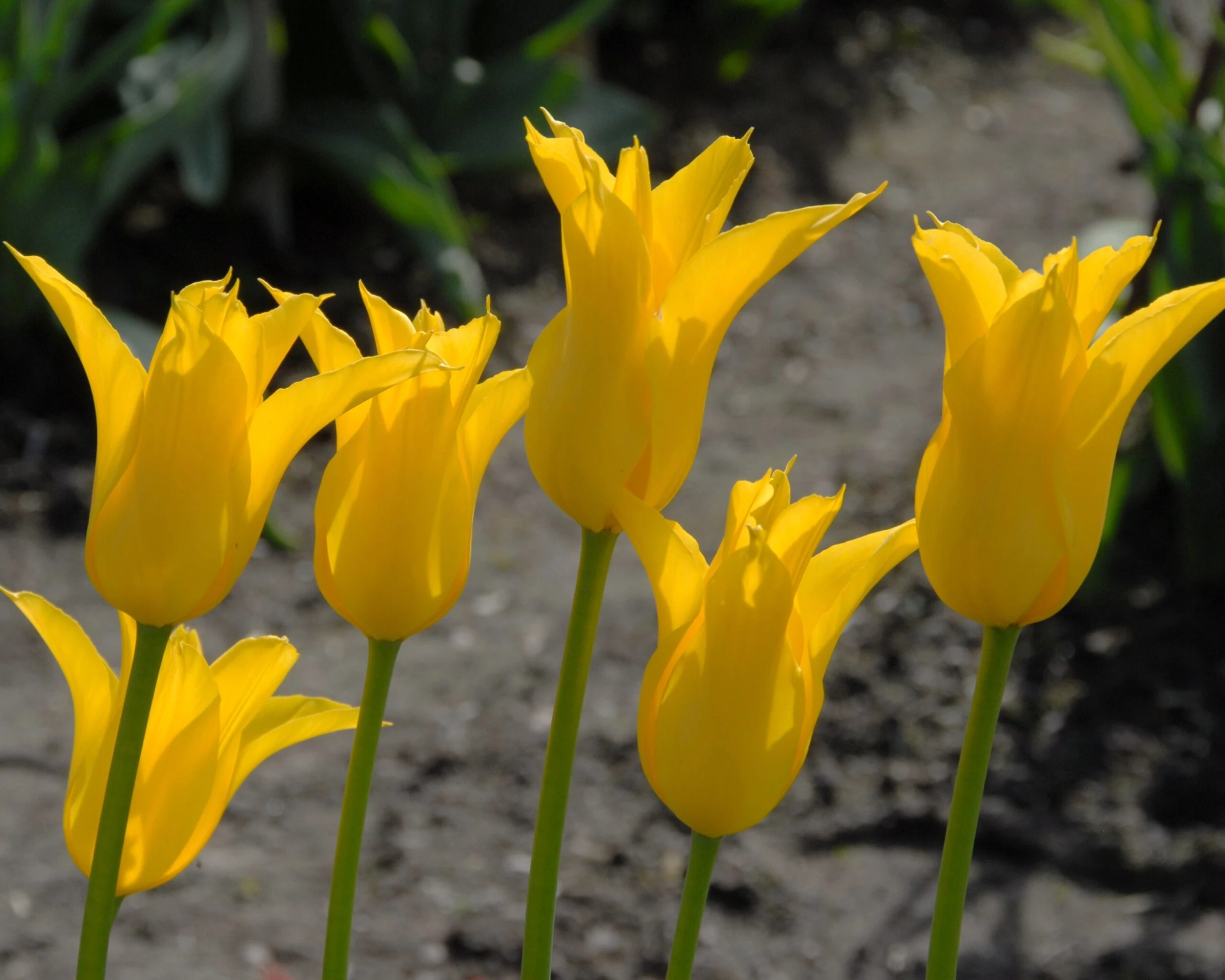 Tulip 'Flashback' 9 Tulip 'Flashback' - Image 7