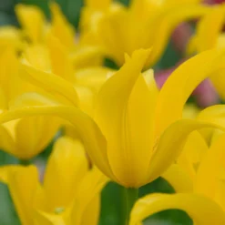 Tulip 'Flashback' 14 Tulip 'Flashback' -UK Garden Plants Sales 2024 tulip flashback 3 scaled