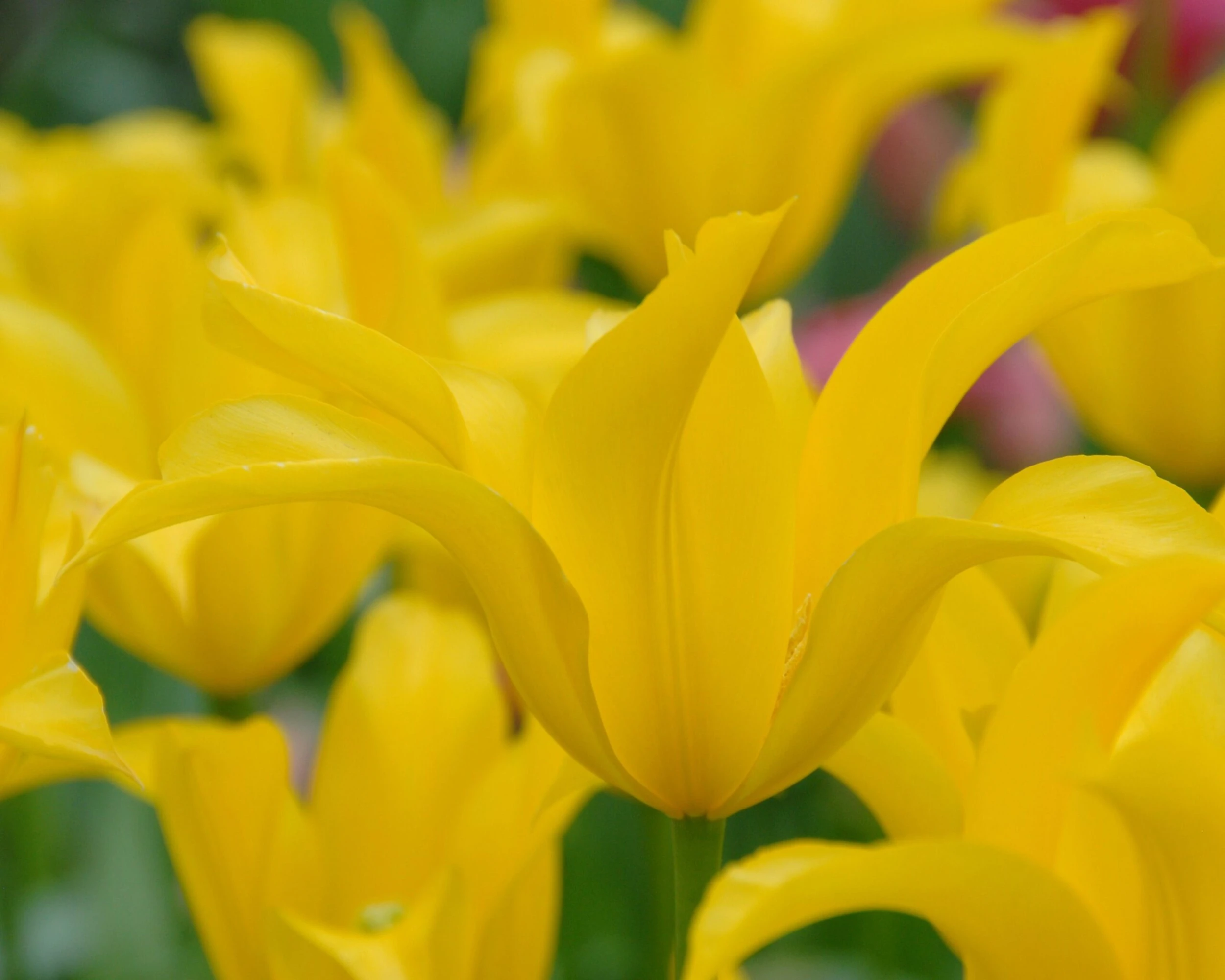 Tulip 'Flashback' 8 Tulip 'Flashback' - Image 6