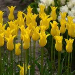 Tulip 'Flashback' 13 Tulip 'Flashback' -UK Garden Plants Sales 2024 tulip flashback 4 scaled