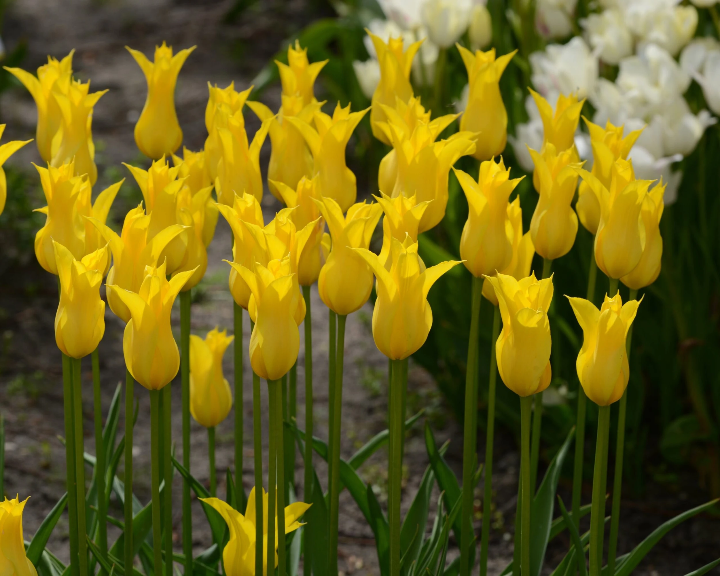 Tulip 'Flashback' 7 Tulip 'Flashback' - Image 5