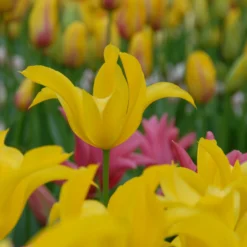 Tulip 'Flashback' 12 Tulip 'Flashback' -UK Garden Plants Sales 2024 tulip flashback 5 scaled