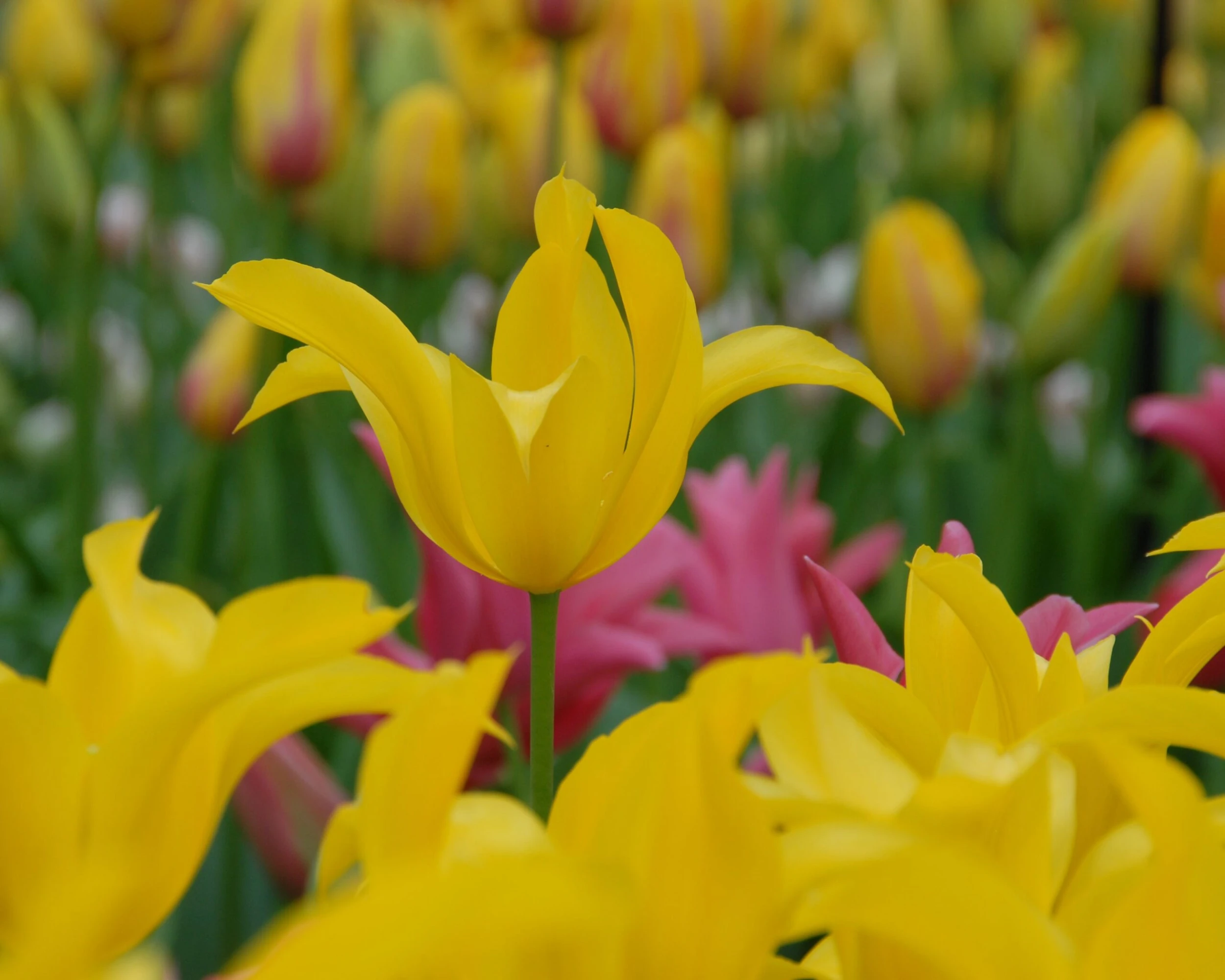 Tulip 'Flashback' 6 Tulip 'Flashback' - Image 4