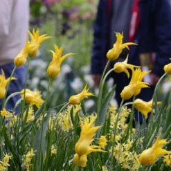 Tulip 'Flashback' 11 Tulip 'Flashback' -UK Garden Plants Sales 2024 tulip flashback 7 scaled