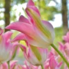 Tulip 'Florosa' -UK Garden Plants Sales 2024 tulip florosa 1