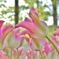 Tulip 'Florosa' -UK Garden Plants Sales 2024 tulip florosa 2