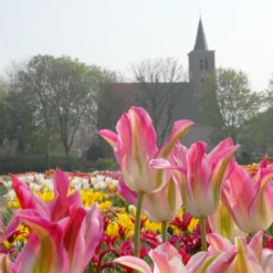 Tulip 'Florosa' -UK Garden Plants Sales 2024 tulip florosa 3