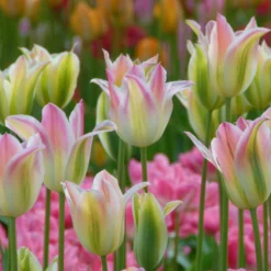 Tulip 'Florosa' -UK Garden Plants Sales 2024 tulip florosa 4