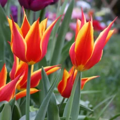 Tulip 'Fly Away' -UK Garden Plants Sales 2024 tulip fly away 0