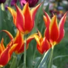 Tulip 'Fly Away' 1 Tulip 'Fly Away' -UK Garden Plants Sales 2024 tulip fly away 00