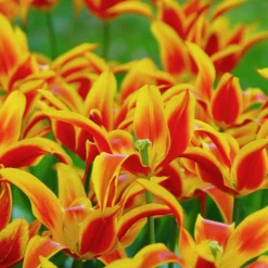 Tulip 'Fly Away' -UK Garden Plants Sales 2024 tulip fly away 1 scaled