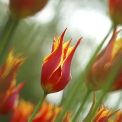 Tulip 'Fly Away' -UK Garden Plants Sales 2024 tulip fly away 1 8fc3f47c a9cb 40d4 919f f8b9c2f23c4d scaled