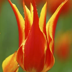 Tulip 'Fly Away' -UK Garden Plants Sales 2024 tulip fly away 2 b7a96006 7784 4f51 ad10 e6ec9c550a8c