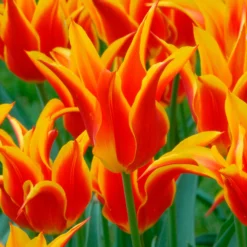 Tulip 'Fly Away' -UK Garden Plants Sales 2024 tulip fly away 3