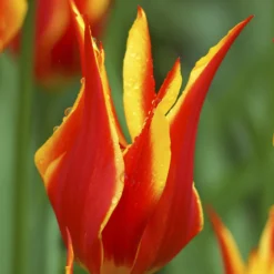 Tulip 'Fly Away' -UK Garden Plants Sales 2024 tulip fly away 3 923b7a5a 3bf3 4393 9950 eabacf0d5949