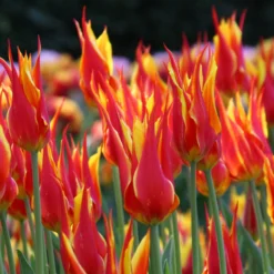 Tulip 'Fly Away' -UK Garden Plants Sales 2024 tulip fly away 6