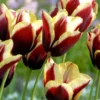 Tulip 'Gavota' -UK Garden Plants Sales 2024 tulip gavota 0