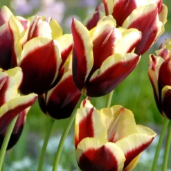 Tulip 'Gavota'