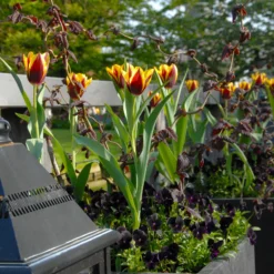 Tulip 'Gavota' -UK Garden Plants Sales 2024 tulip gavota 2