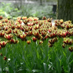 Tulip 'Gavota' -UK Garden Plants Sales 2024 tulip gavota 3