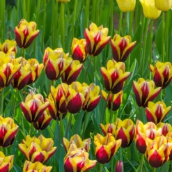 Tulip 'Gavota' -UK Garden Plants Sales 2024 tulip gavota 4