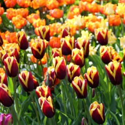 Tulip 'Gavota' -UK Garden Plants Sales 2024 tulip gavota 4 d98fdcb9 134b 40eb b73f 59314f00630f