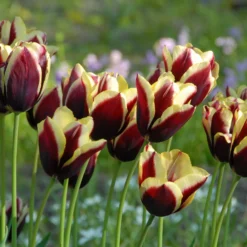 Tulip 'Gavota' -UK Garden Plants Sales 2024 tulip gavota 5