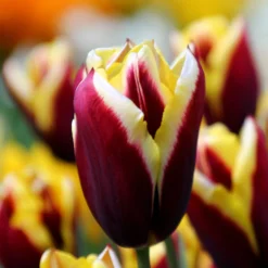 Tulip 'Gavota' -UK Garden Plants Sales 2024 tulip gavota 6 887a4598 53db 47c6 a764 74a869e31a5d