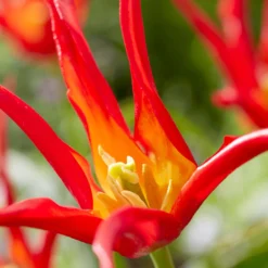 Tulip 'Go Go Red' 19 Tulip 'Go Go Red' -UK Garden Plants Sales 2024 tulip go go red 0 scaled