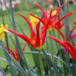 Tulip 'Go Go Red' 23 Tulip 'Go Go Red' -UK Garden Plants Sales 2024 tulip go go red 0 9487f610 e988 4b86 93a4 a4fa842f4b6b