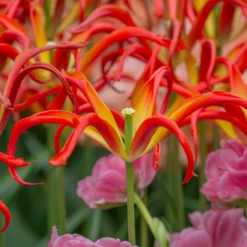 Tulip 'Go Go Red' 15 Tulip 'Go Go Red' -UK Garden Plants Sales 2024 tulip go go red 1