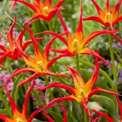 Tulip 'Go Go Red' 18 Tulip 'Go Go Red' -UK Garden Plants Sales 2024 tulip go go red 2 scaled