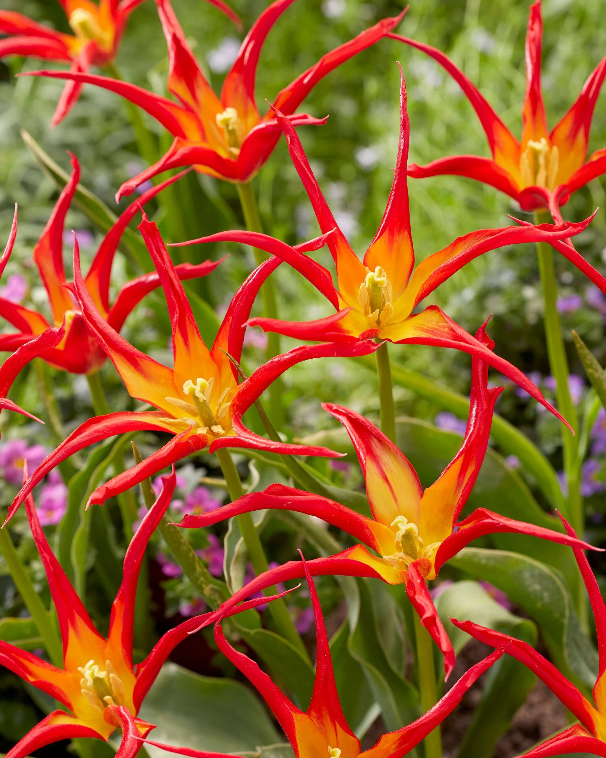 Tulip 'Go Go Red' 8 Tulip 'Go Go Red' - Image 6